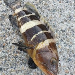 アオハタ