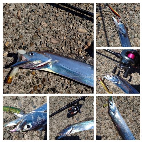 タチウオの釣果