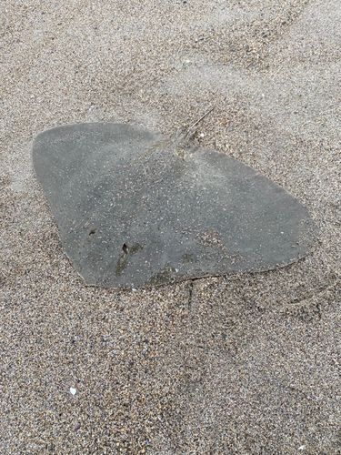 エイの釣果