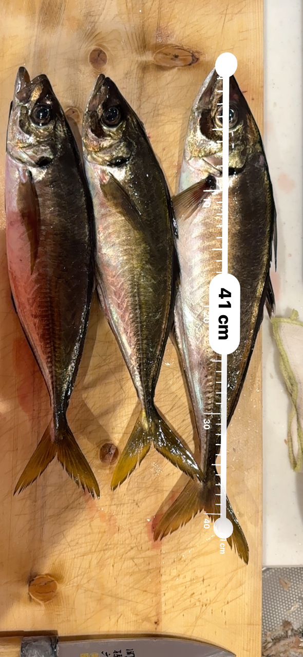 バタシーさんの釣果 2枚目の画像