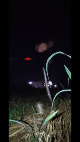 ウナギの釣果