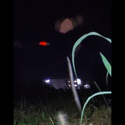 ウナギ