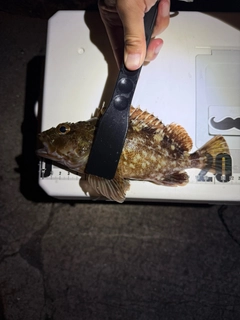 ガシラの釣果