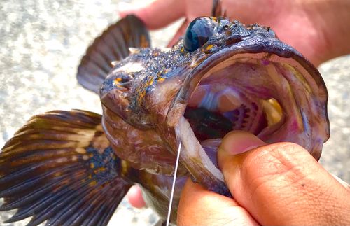 オウゴンムラソイの釣果
