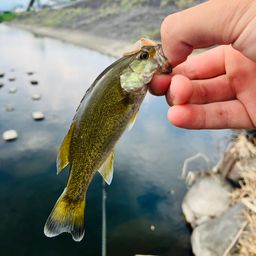 スモールマウスバス