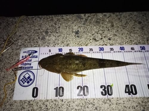 マゴチの釣果