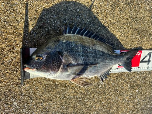 クロダイの釣果