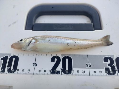 キスの釣果