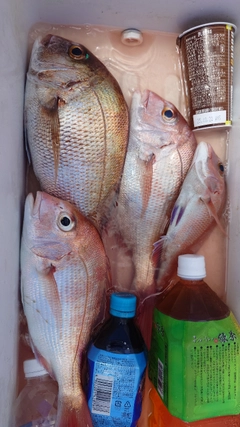 マダイの釣果