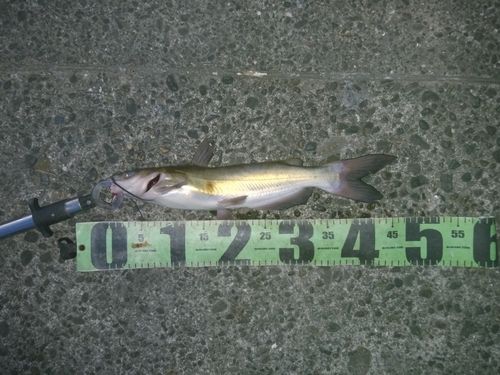 アメリカナマズの釣果
