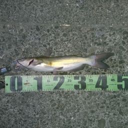 アメリカナマズ