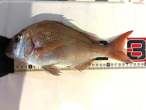 マダイの釣果