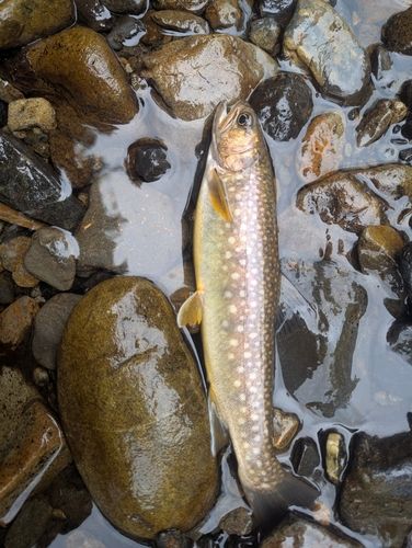 エゾイワナの釣果