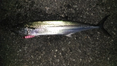 サゴシの釣果