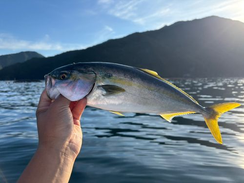 ツバスの釣果