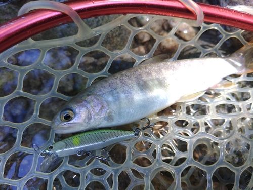 イワナの釣果