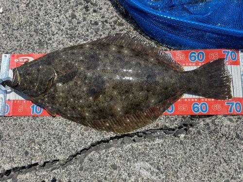 ヒラメの釣果