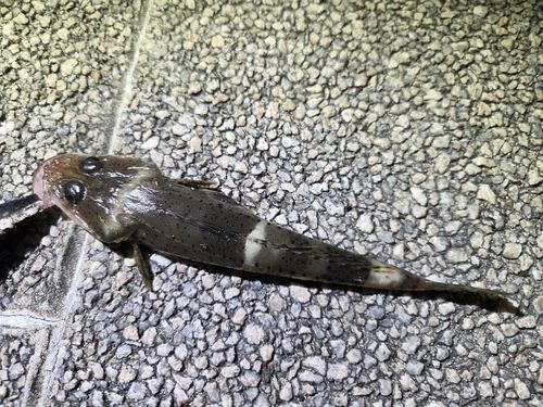 ワニゴチの釣果
