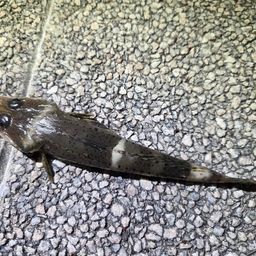 ワニゴチ