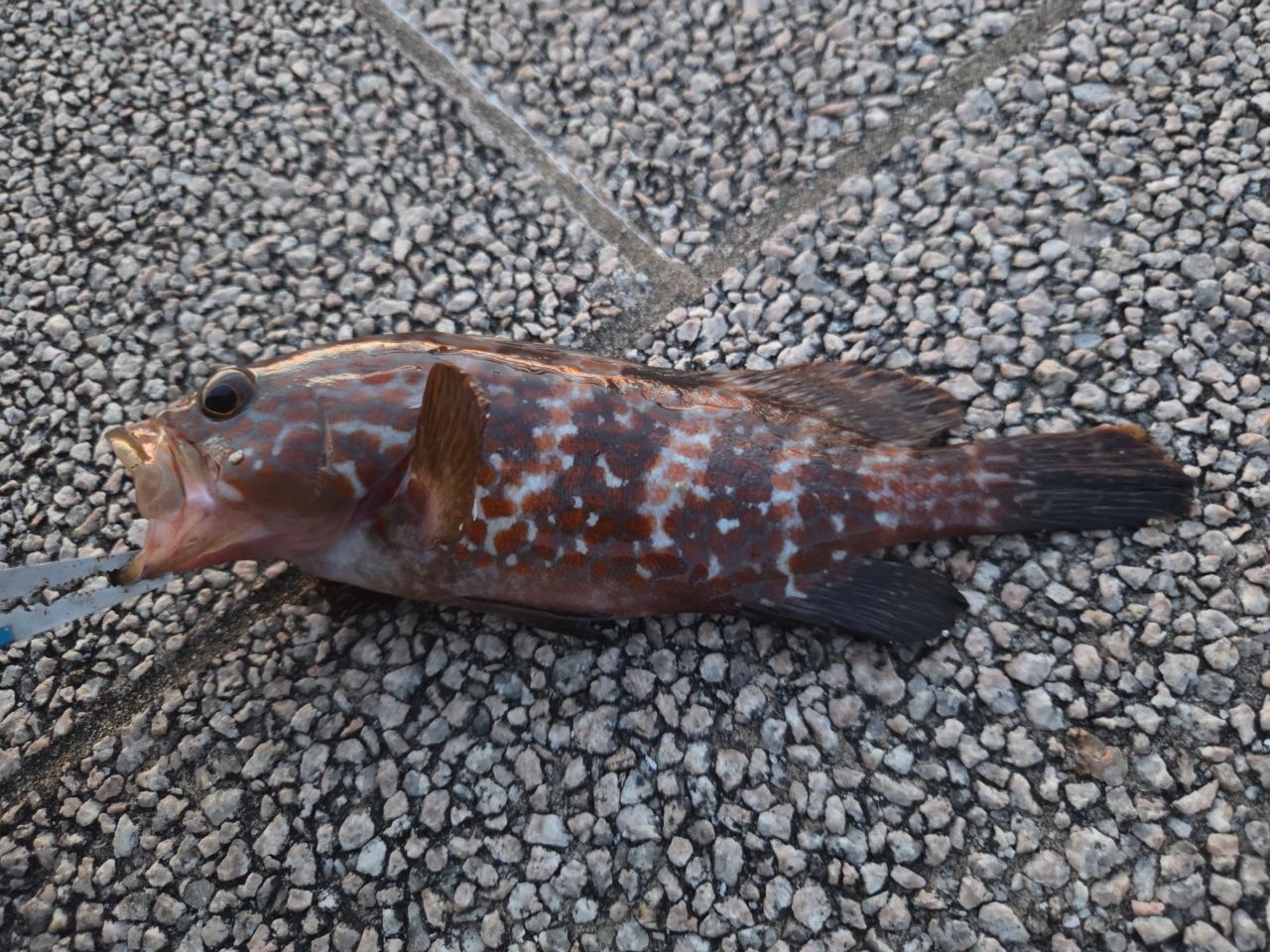 ワニゴチ