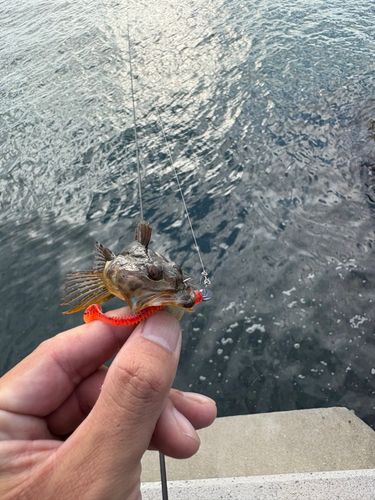 アナハゼの釣果