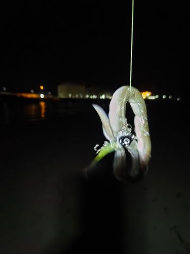 アナゴの釣果