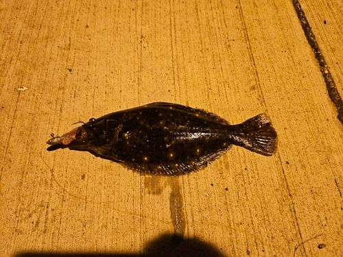 ソゲの釣果