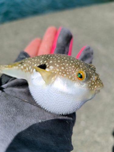 フグの釣果