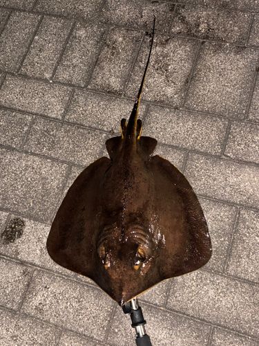 アカエイの釣果