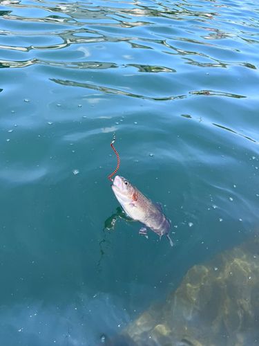 ニジマスの釣果