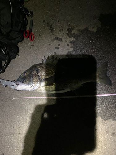 チヌの釣果