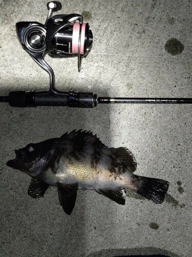 メバルの釣果