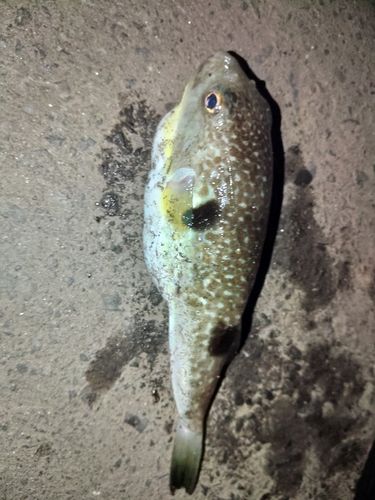 フグの釣果