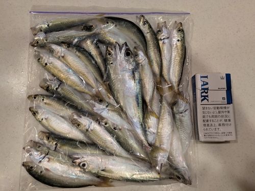 アジの釣果