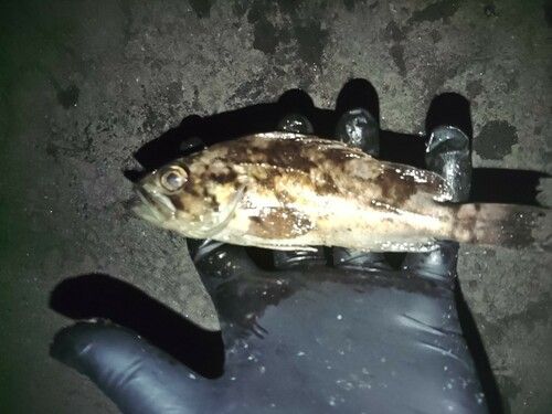 クロソイの釣果