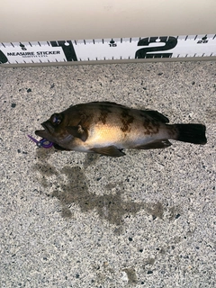 メバルの釣果