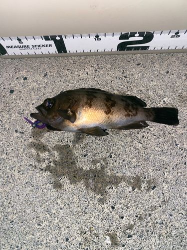 メバルの釣果