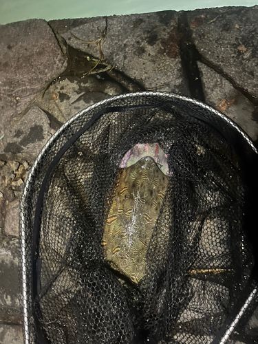 イカの釣果