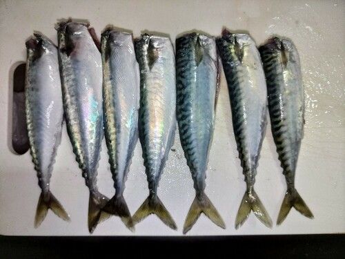 サバの釣果