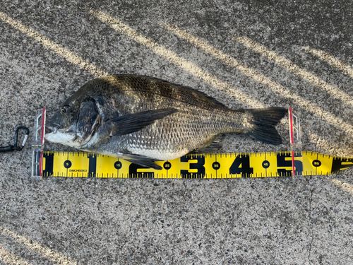 クロダイの釣果