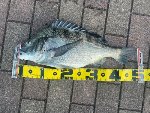 クロダイの釣果