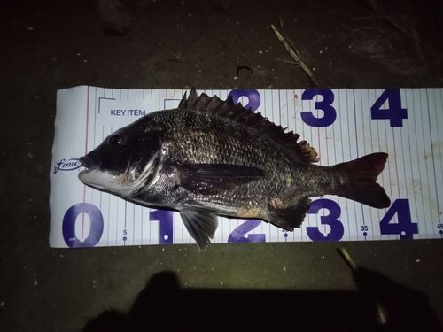 クロダイの釣果