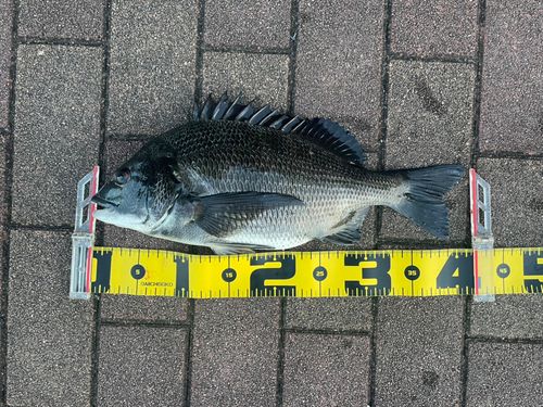 クロダイの釣果