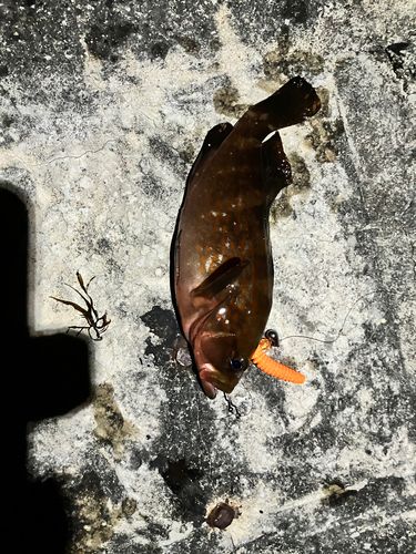 キジハタの釣果