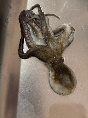 タコの釣果