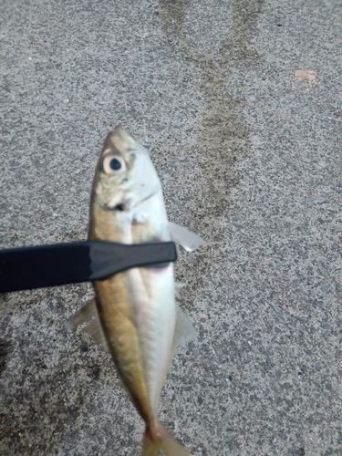 マアジの釣果