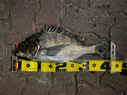 クロダイの釣果