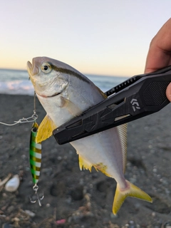 ショゴの釣果