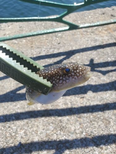 クサフグの釣果