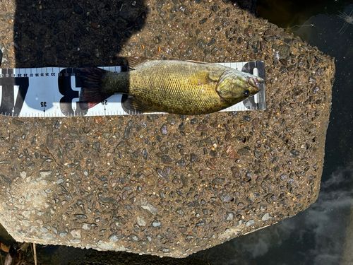 スモールマウスバスの釣果